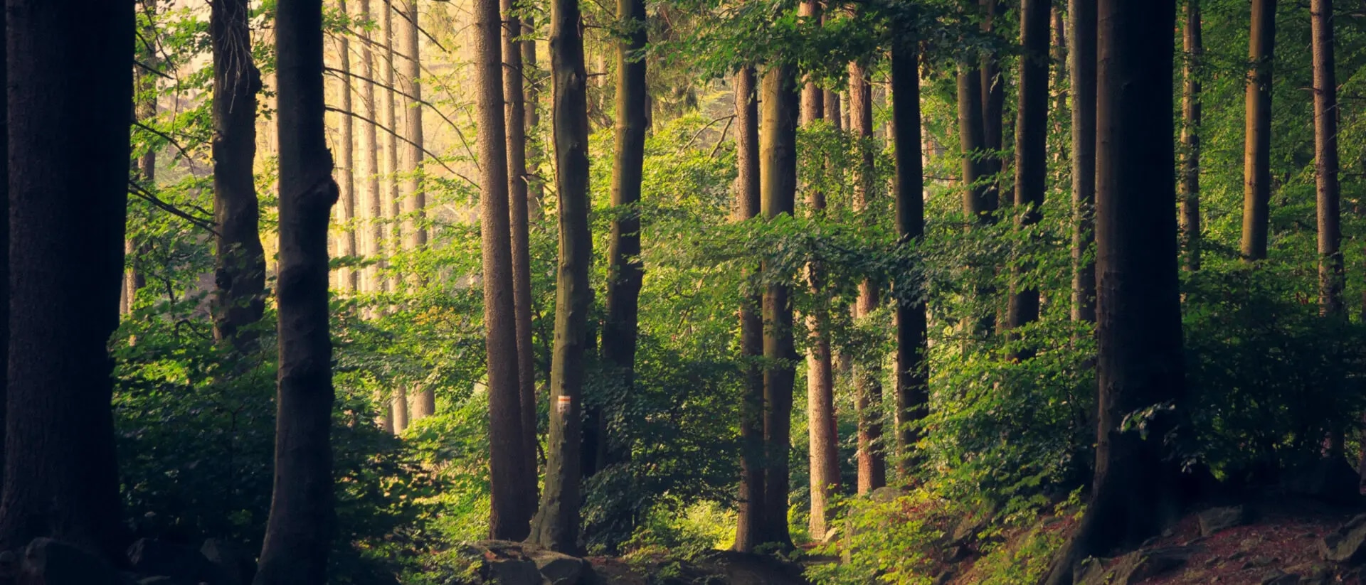 Umsetzung der CSRD in Deutschland