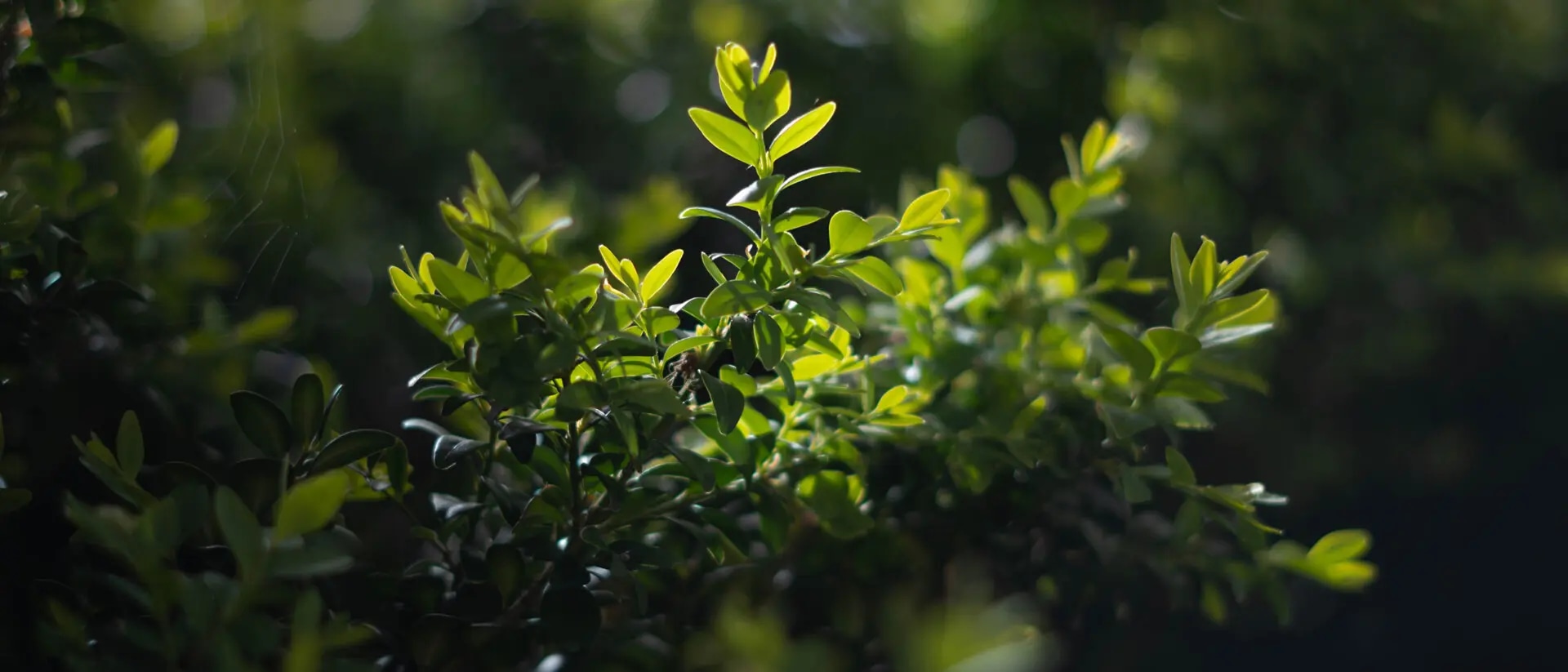 Nachhaltigkeit gestalten: Wie Unternehmen die EUDR als Chance nutzen können