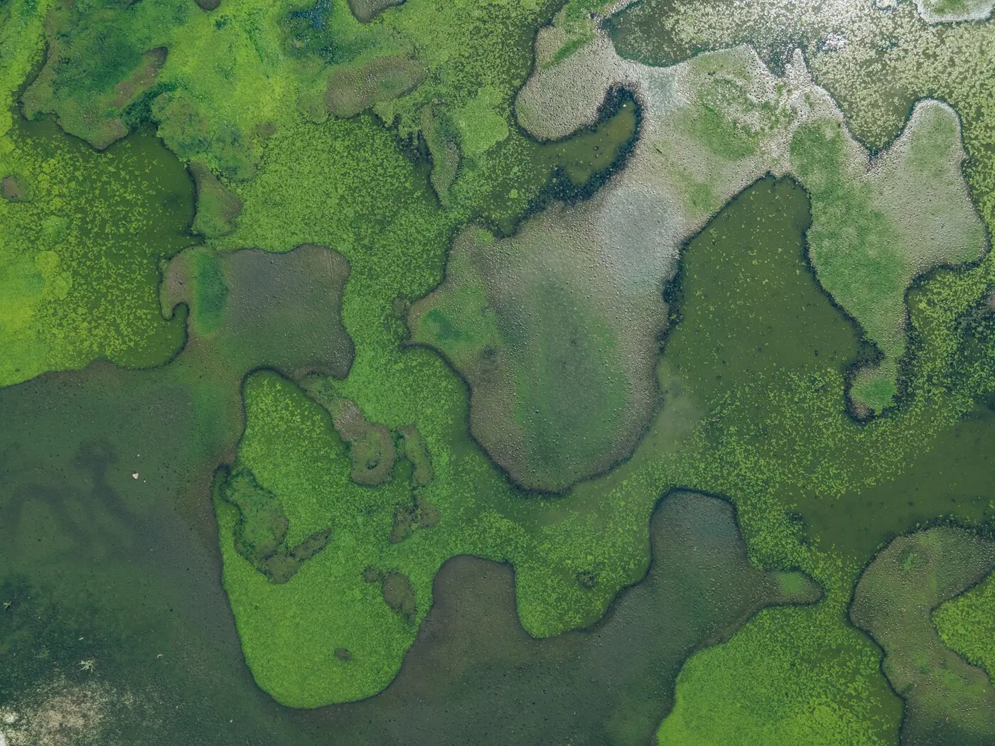 Biodiversität im Finanzsektor – Relevanz, Risiken und Regulatorik